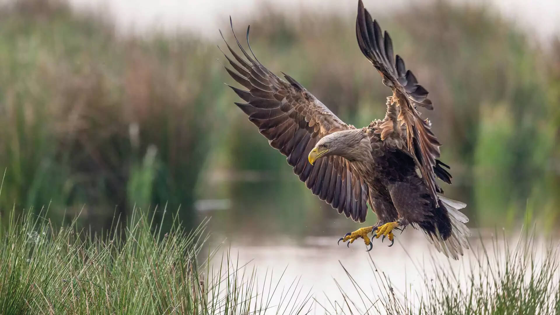 Seeadler im Anflug