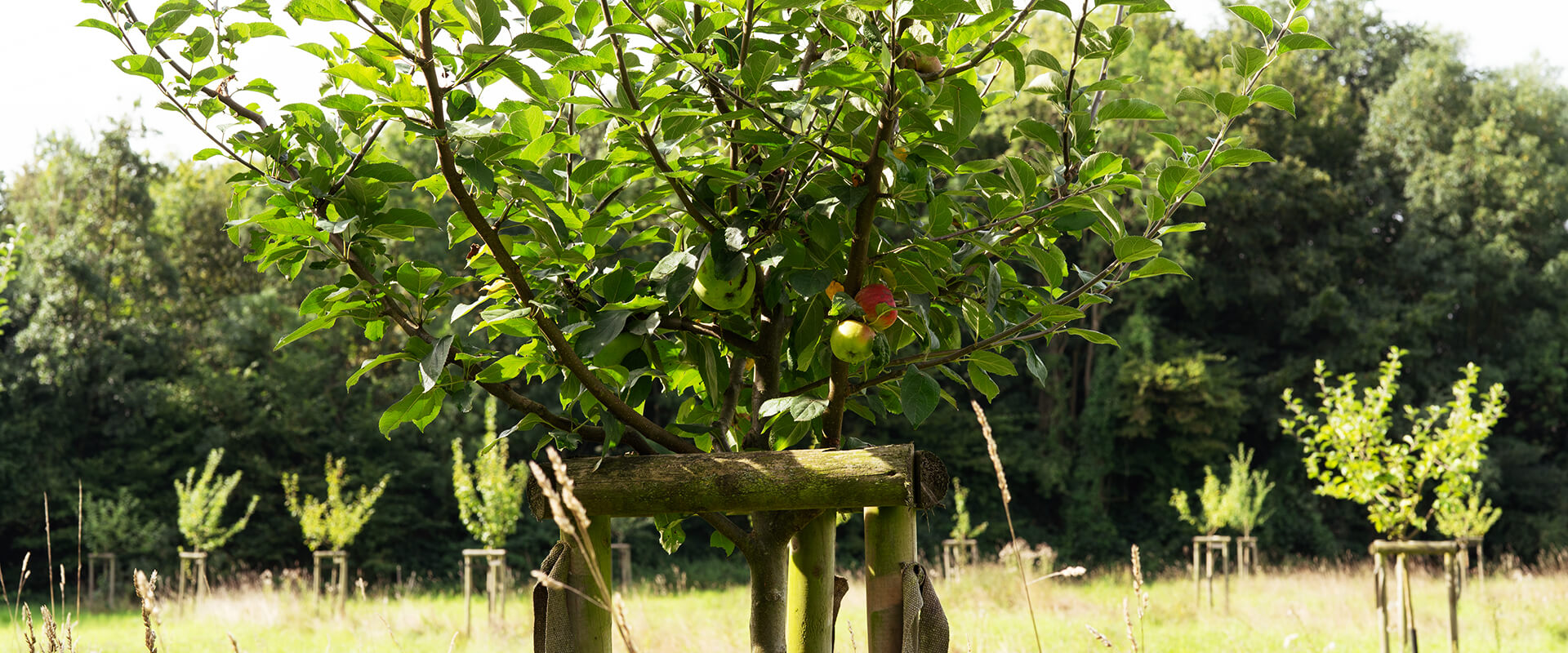 Äpfel auf der Streuobstwiese