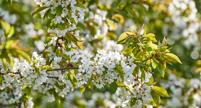 Blüten am Obstbaum
