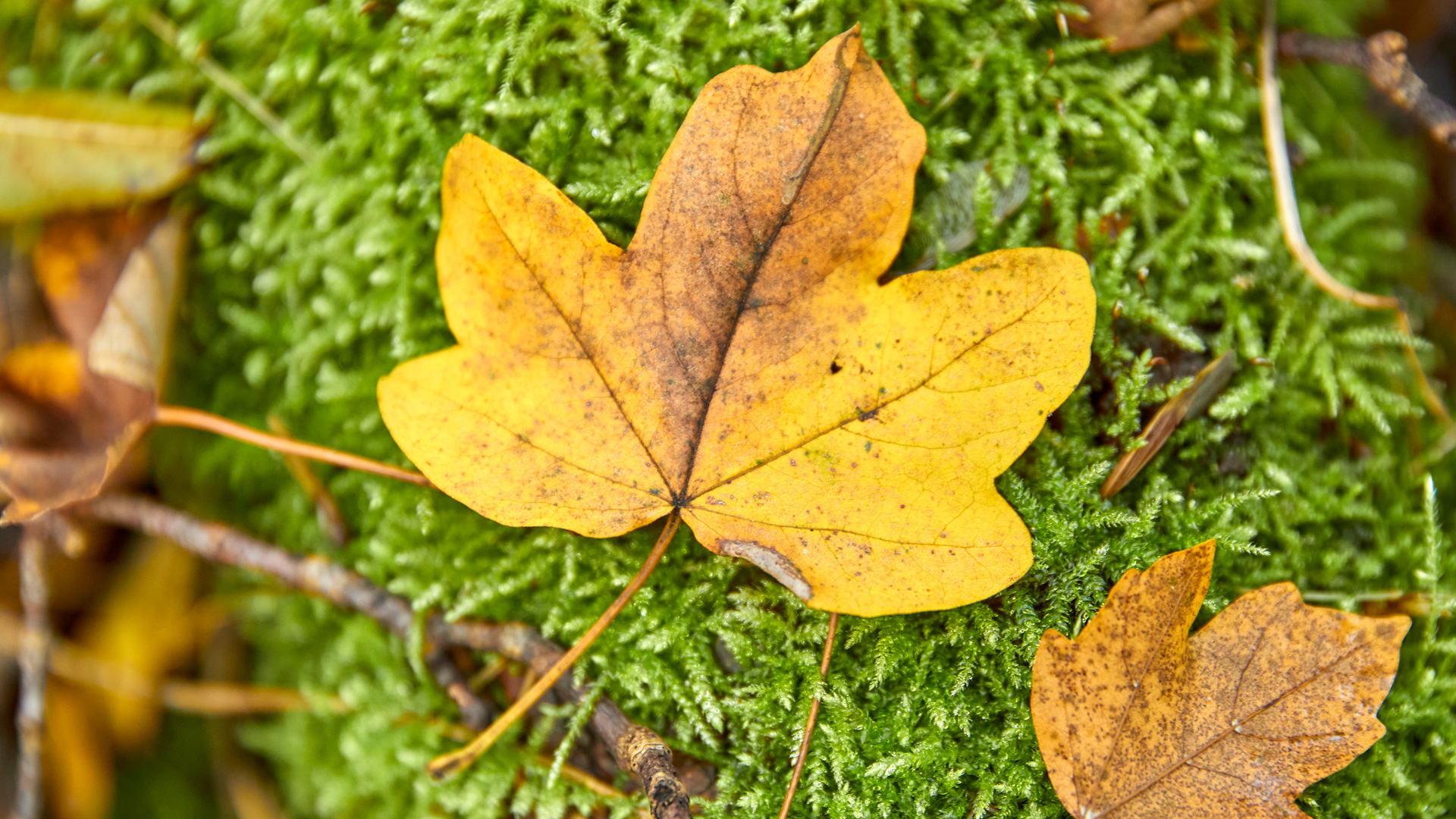 Herbstblatt auf Moos