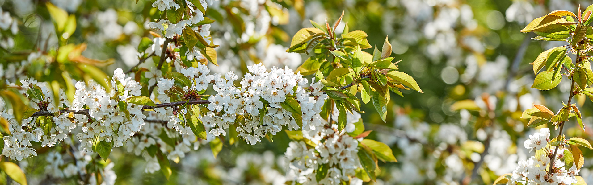 Blühender Strauch als Stimmungsbild
